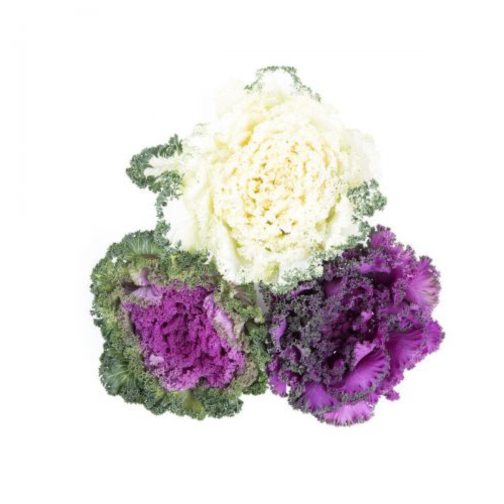 Wholesale Salad Savoy Case Flowering Kale- Bulk