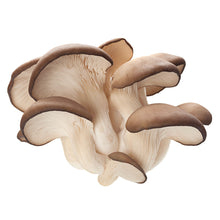 Wholesale Phillips Case Oyster Mushroom- Bulk