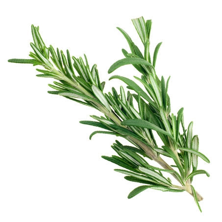 Wholesale Produce Exp Case Rosemary- Bulk