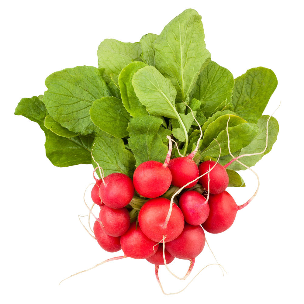 Wholesale BoxNCase Case Bunched Radish- Bulk