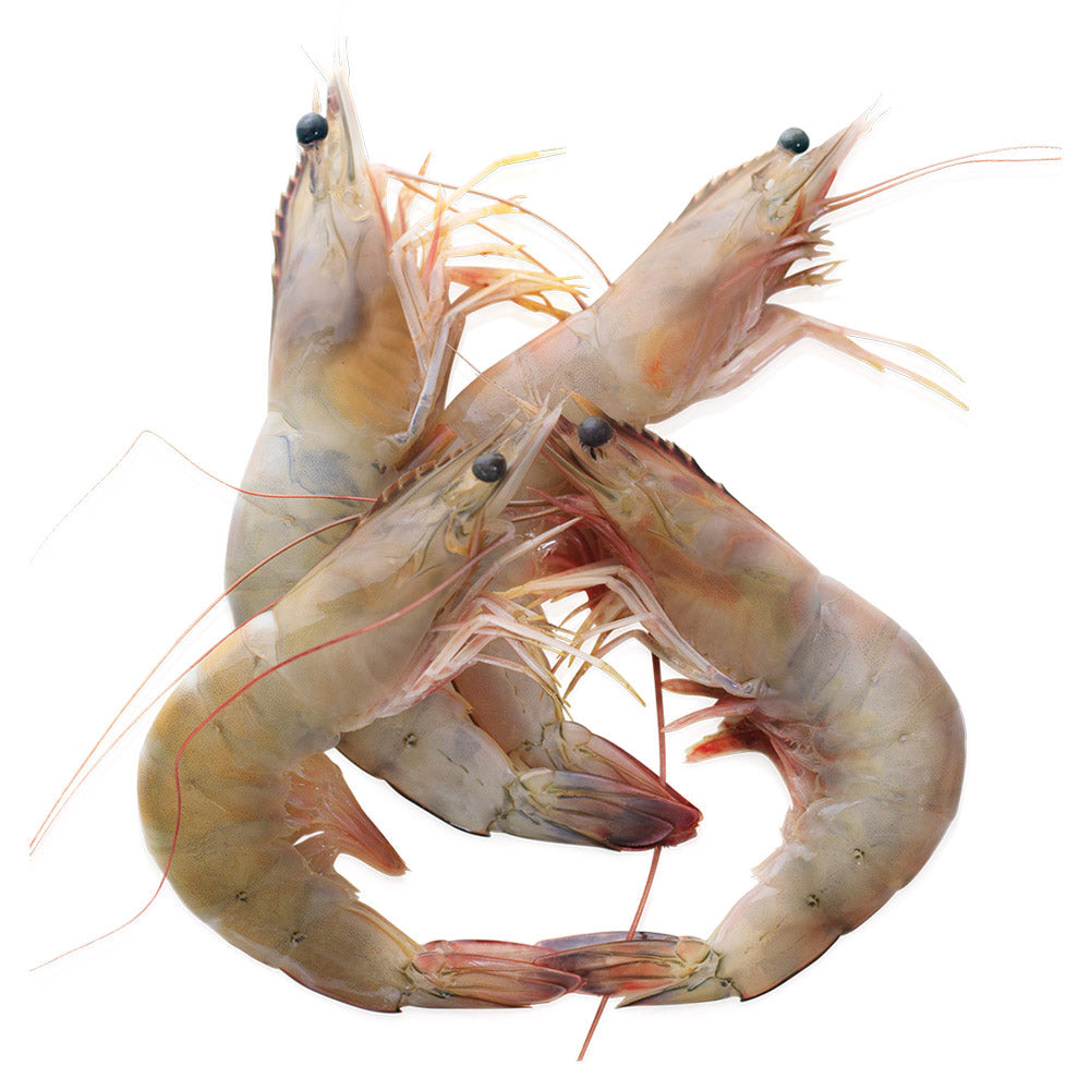 Wholesale Indigo Case White Ecuadorian Shrimp Head On U/7- Bulk