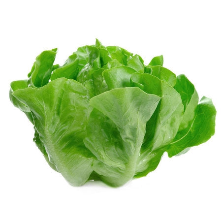 Wholesale BoxNCase Case Hydroponic Lettuce- Bulk