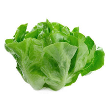 Wholesale BoxNCase Case Hydroponic Lettuce- Bulk