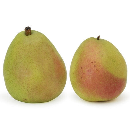 Wholesale Rainier Case Anjou Pear 100Ct- Bulk