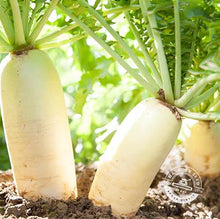 Wholesale BoxNCase Case Daikon Radish- Bulk