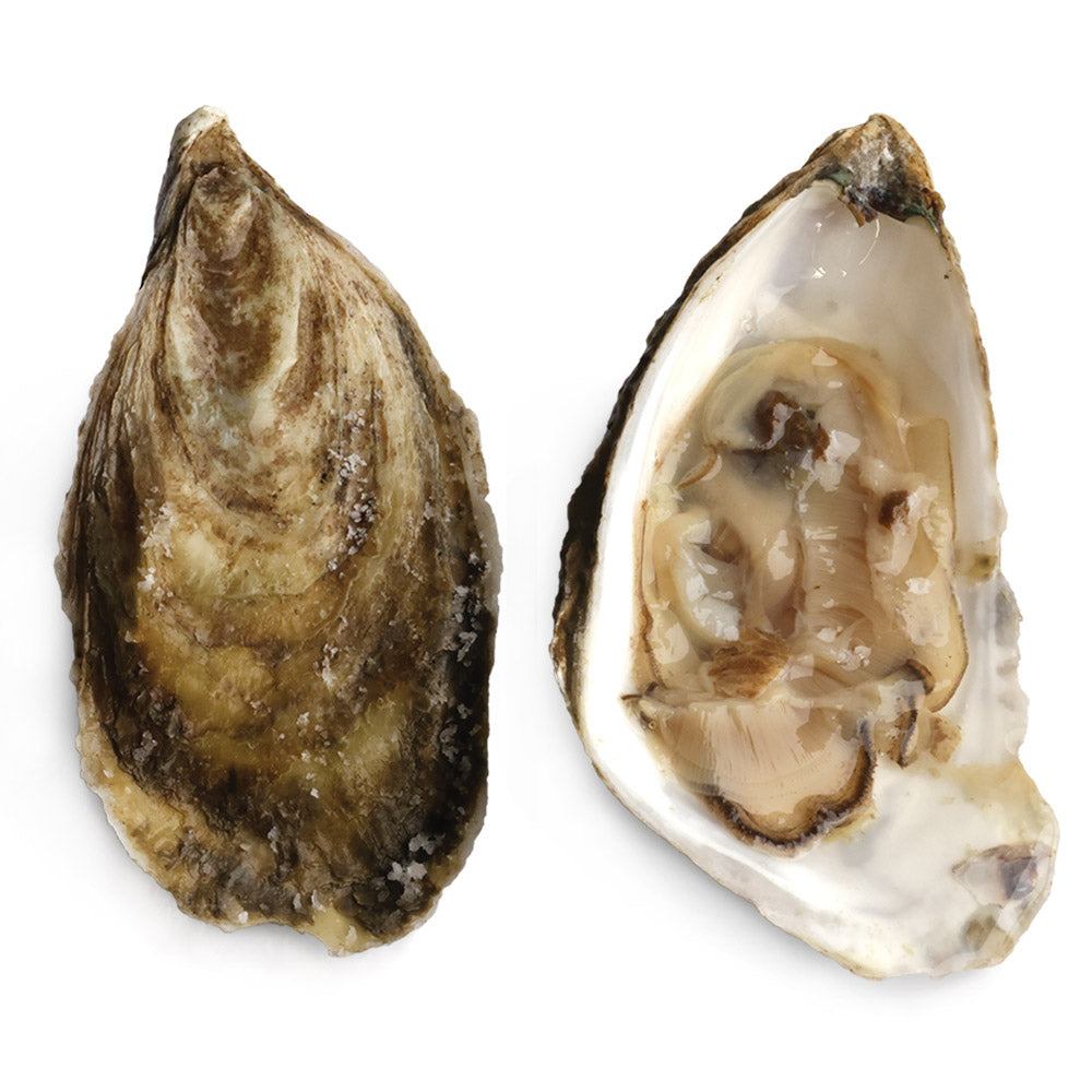 Wholesale Standard Farmed Malpeque Oysters | 100 ct- Bulk