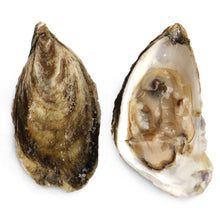 Wholesale Wellfleet Oysters 100Ct | 100 ct- Bulk