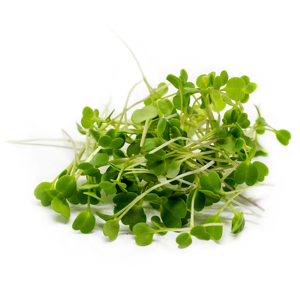 Wholesale Koppert Cress Case Micro Arugula- Bulk