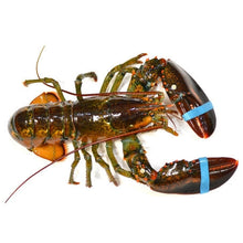 Wholesale Wild Case 2Lb Live Hard Shell Lobsters- Bulk