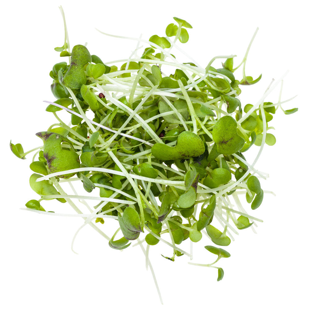 Wholesale Mustard Cress | 16 cup- Bulk