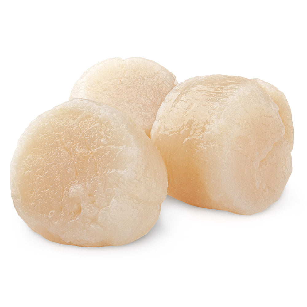 Wholesale Usa Seatrade Case U10 Fresh Scallops Domestic- Bulk