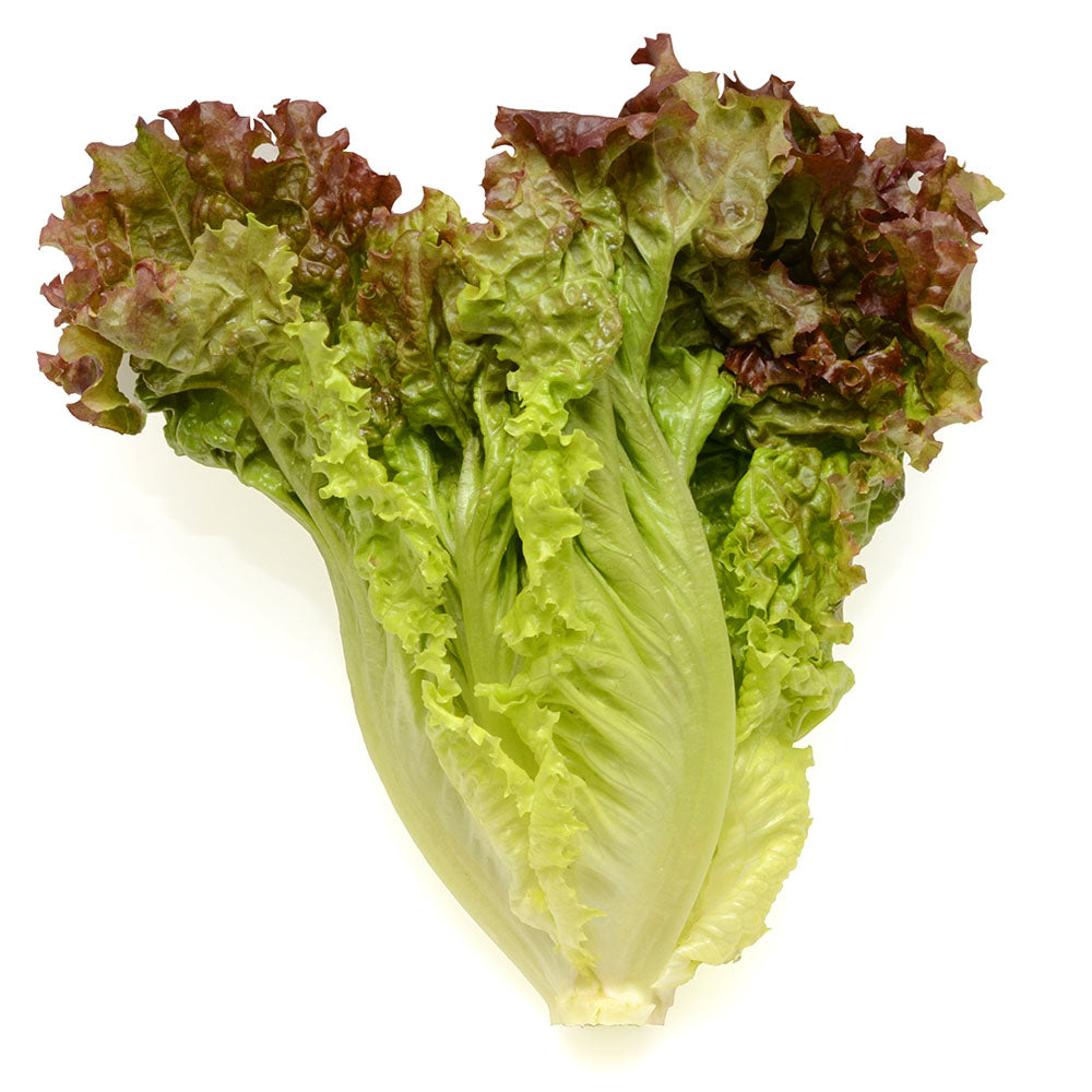 Wholesale BoxNCase Case Baby Lolla Rossa Lettuce- Bulk