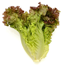 Wholesale BoxNCase Case Baby Lolla Rossa Lettuce- Bulk