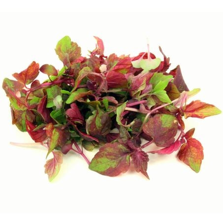 Wholesale Koppert Cress Case Shiso Purple Cress- Bulk