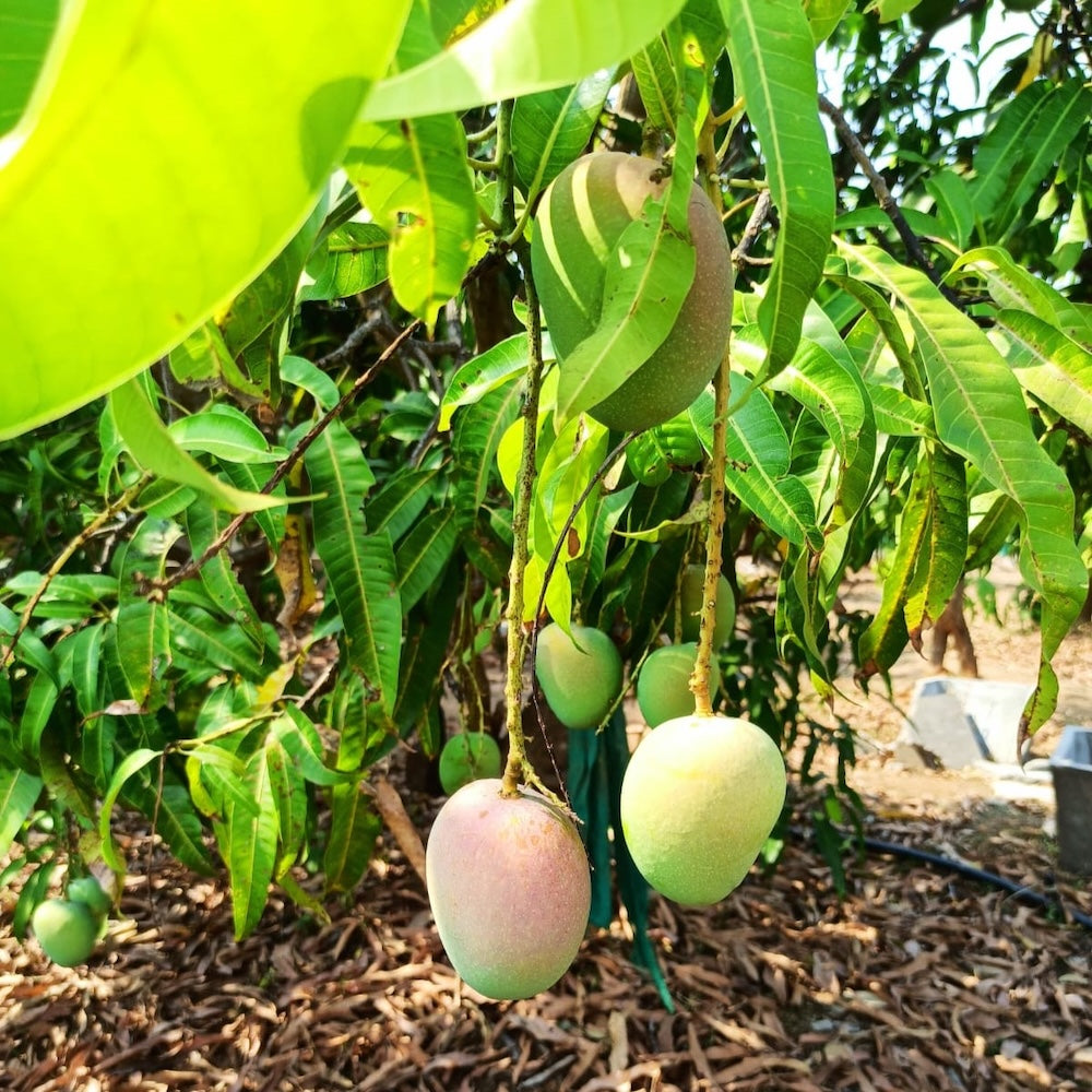 Wholesale Burlap & Barrel Alphonso Mango Amchur 16oz- Bulk