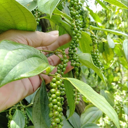 Wholesale Burlap & Barrel Whole Fermented White Peppercorns 16oz- Bulk