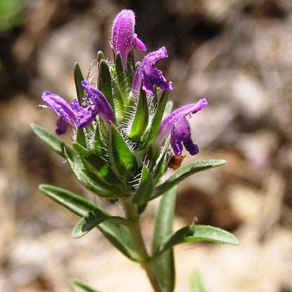 Wholesale Burlap & Barrel Whole Flowering Hyssop Thyme Leaves 6oz- Bulk