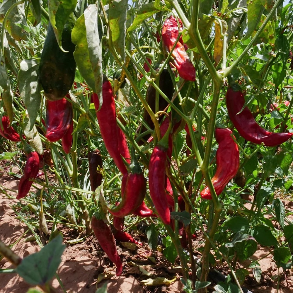 Wholesale Burlap & Barrel Pasilla Chili Powder 16oz- Bulk