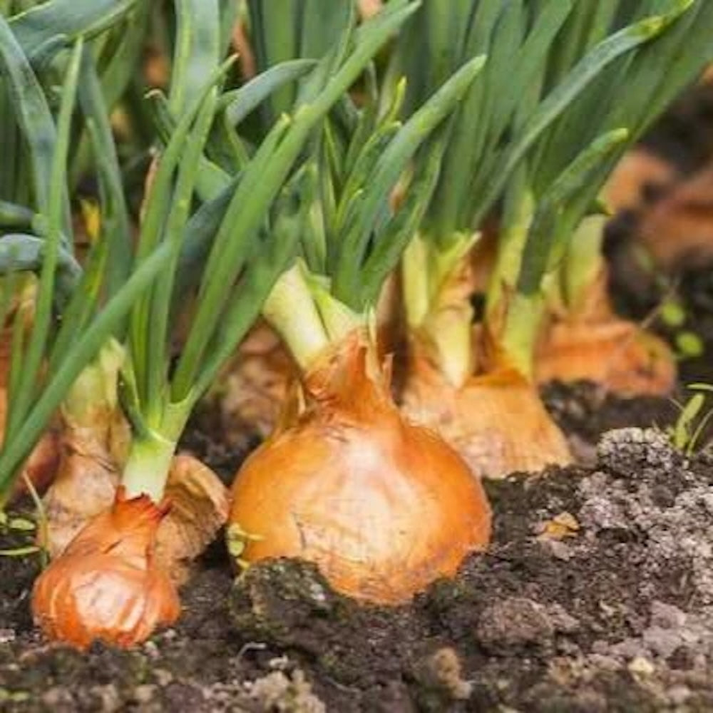 Wholesale Burlap & Barrel Minced Onion 11oz- Bulk