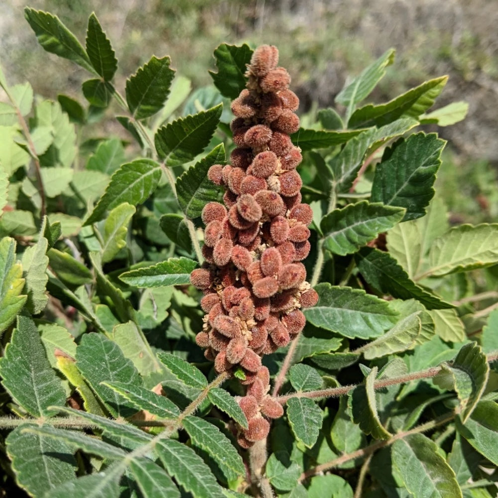 Wholesale Burlap & Barrel Sumac Lemon Pepper 22oz- Bulk