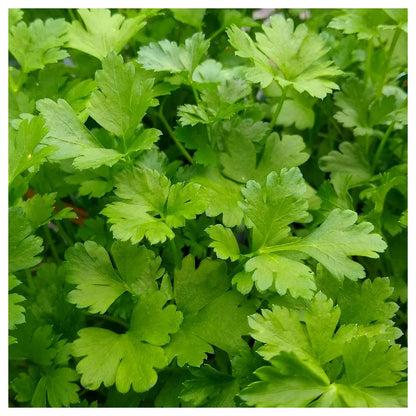 Wholesale Produce Exp Case Italian Parsley- Bulk