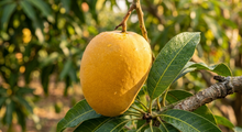 Wholesale BoxNCase Fresh Indian Alphonso Mangos - Premium Imported Sweet Mangoes - Full Case- Bulk
