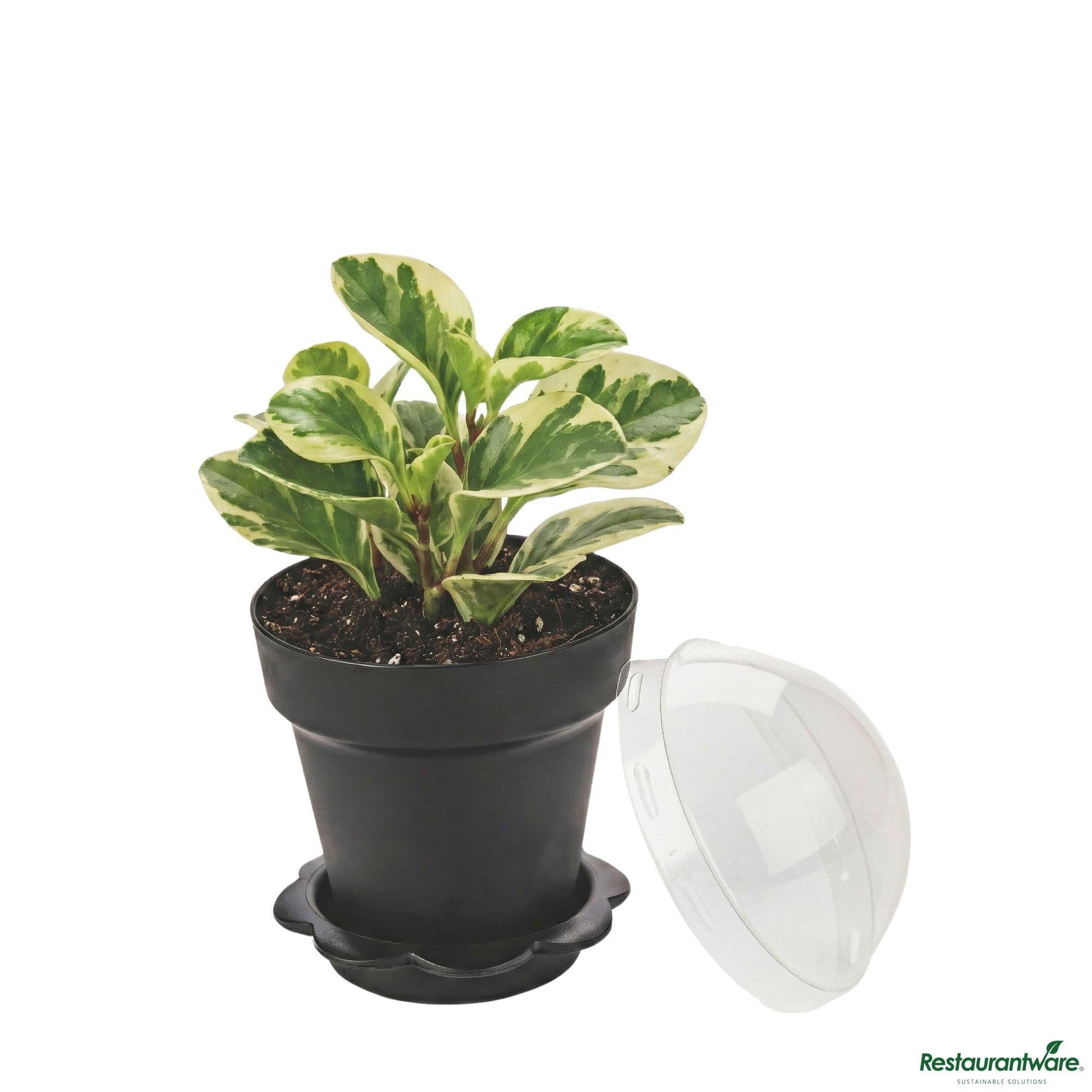 Wholesale Restaurantware 6 Oz Black Plastic Mini Flower Pot Cup - with Lid - 3" X 3" X 3"- Bulk
