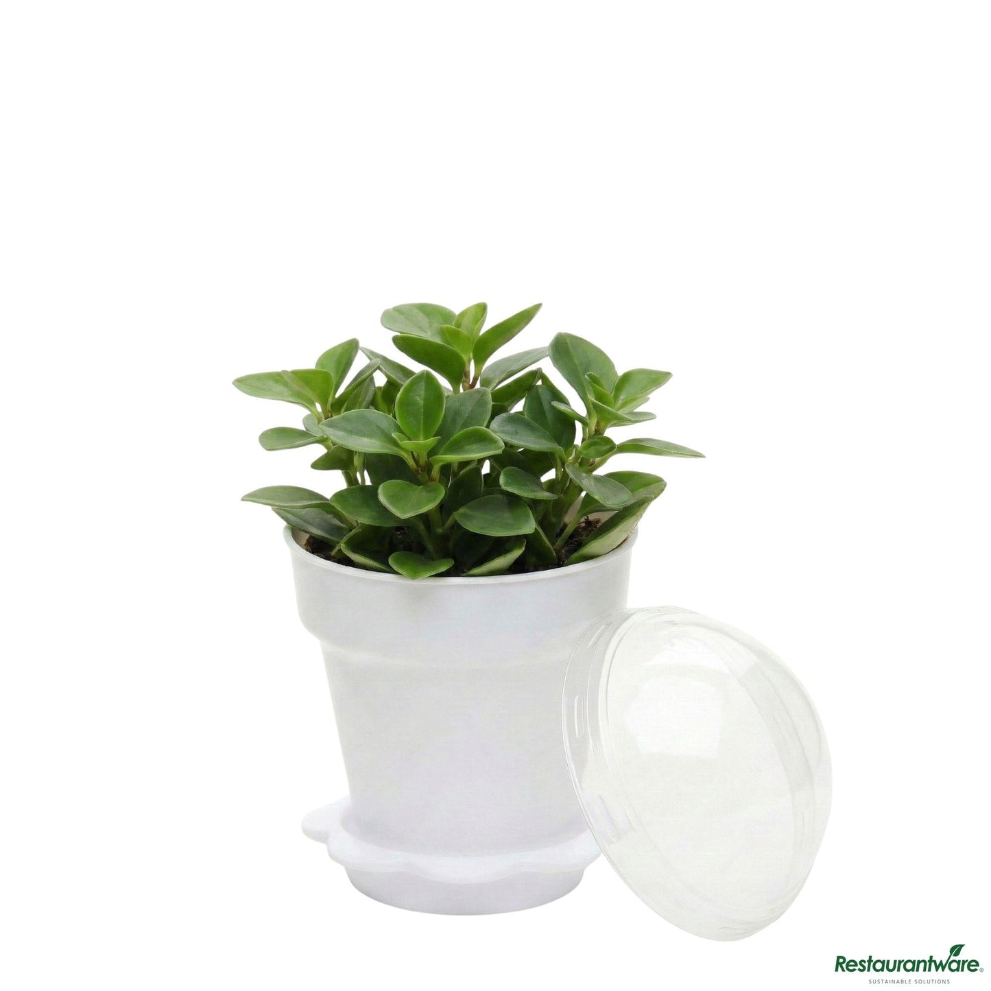 Wholesale Restaurantware 6 Oz White Plastic Mini Flower Pot Cup - with Lid - 3" X 3" X 3"- Bulk