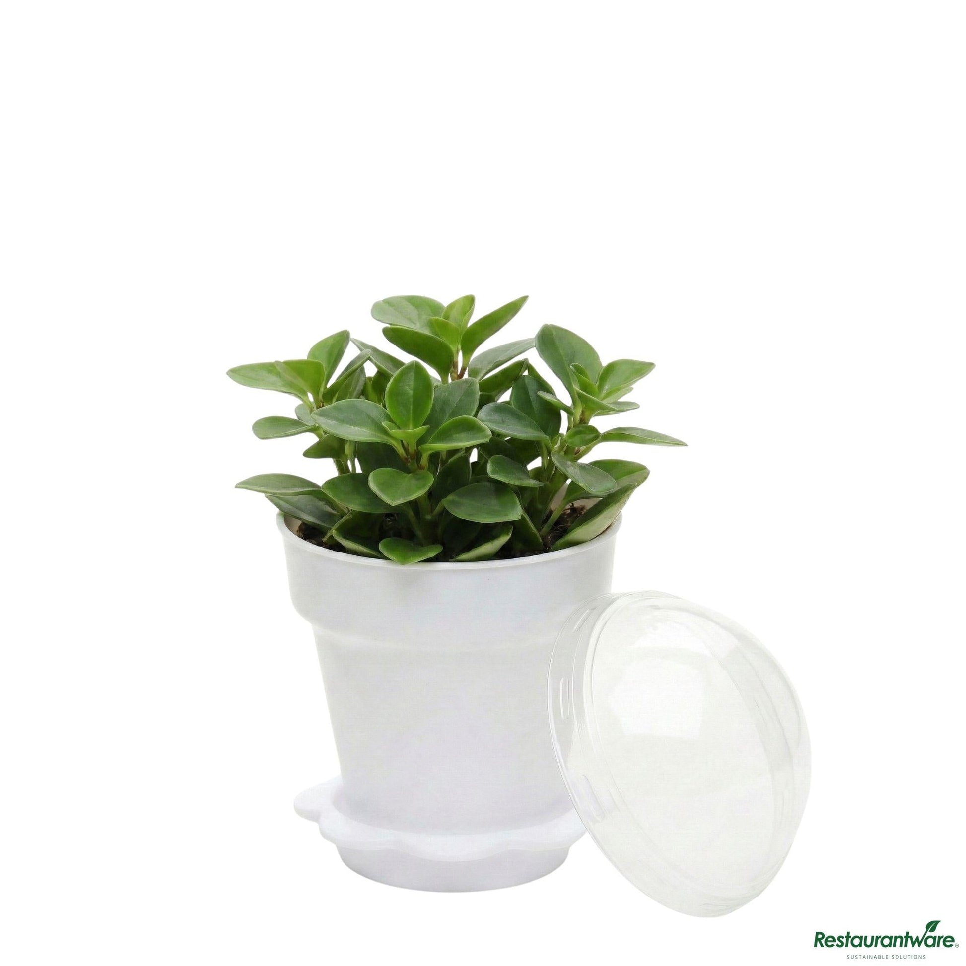 Wholesale Restaurantware 6 Oz White Plastic Mini Flower Pot Cup - with Lid - 3" X 3" X 3"- Bulk