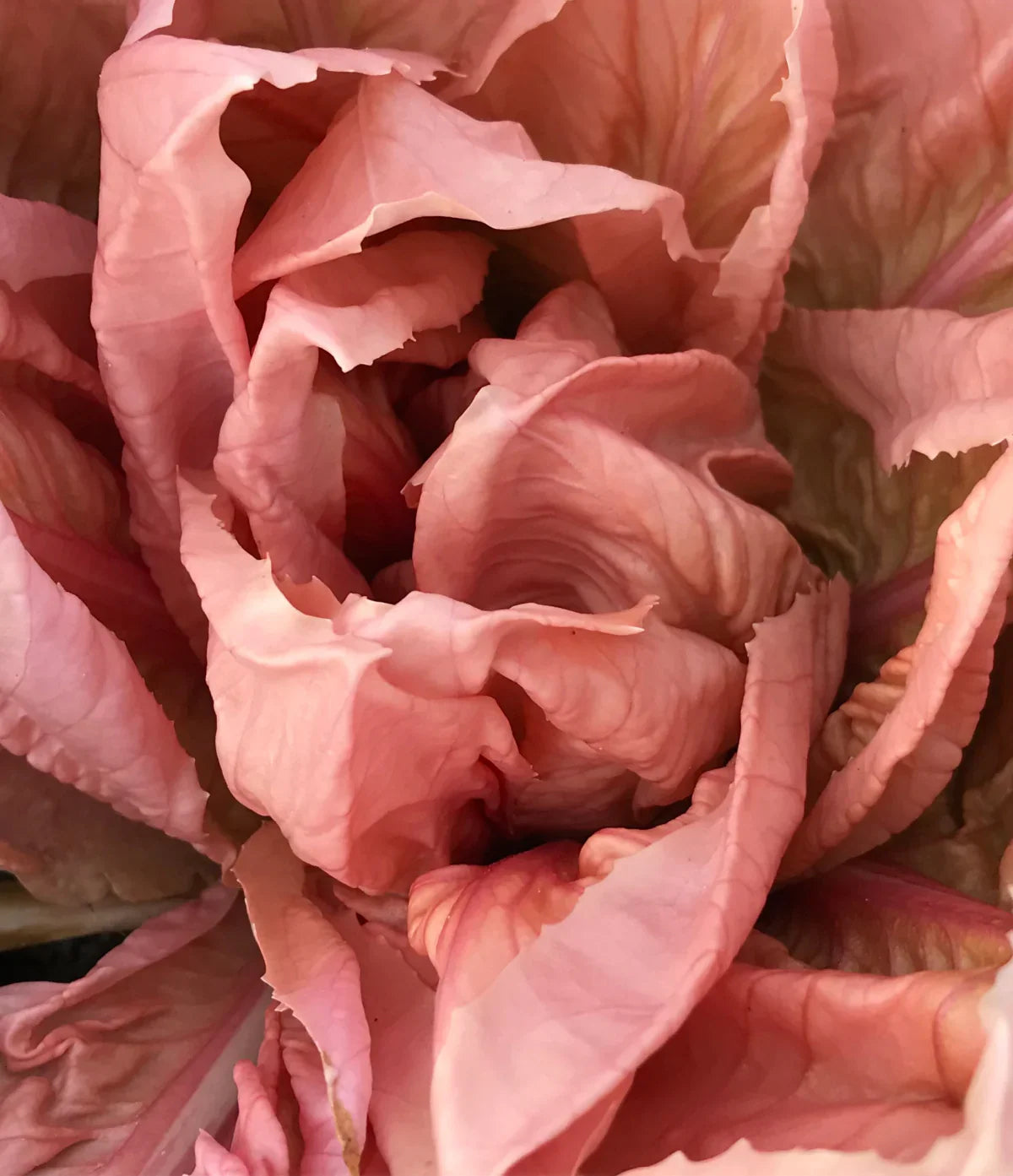 Wholesale Dix Farms Fresh Radicchio Rosa De Vineto- Bulk
