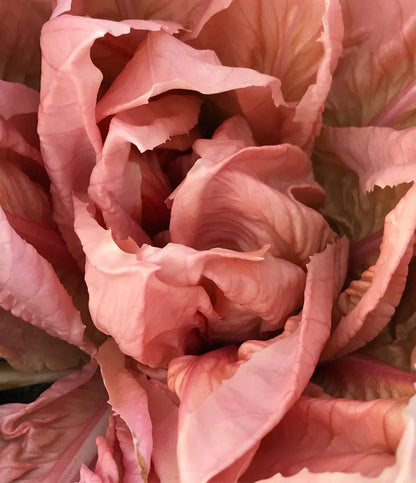 Wholesale Dix Farms Fresh Radicchio Rosa De Vineto- Bulk