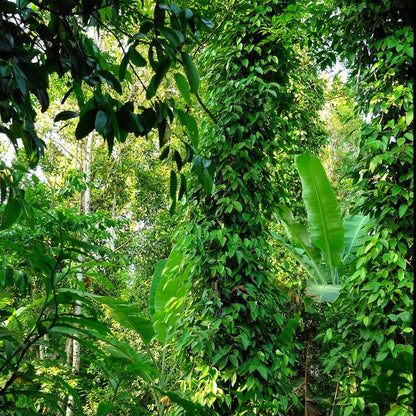 Wholesale Burlap & Barrel Whole Zanzibar Black Peppercorns 16oz- Bulk