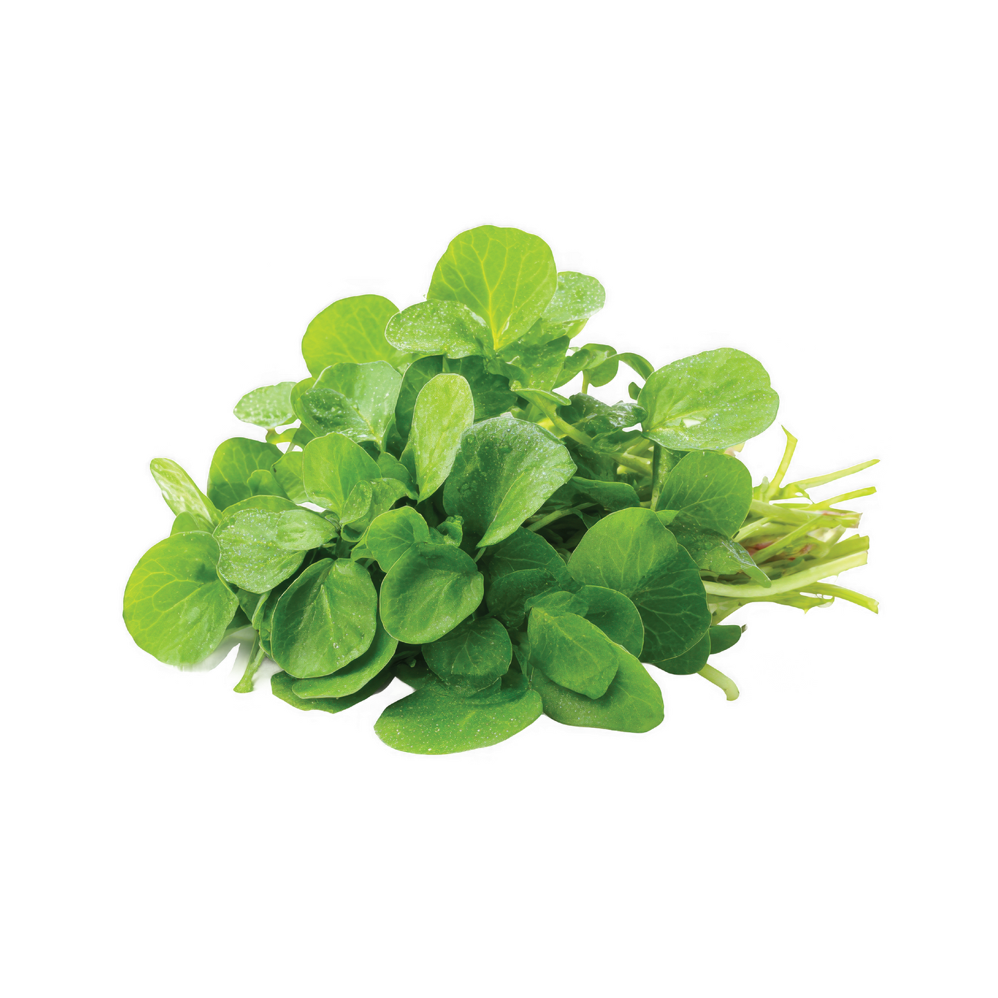 Wholesale Dix Farms Prd Miners Lettuce 1lb- Bulk