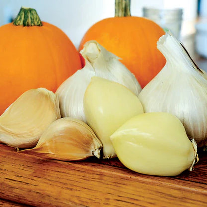 Wholesale Elephant Garlic- Bulk