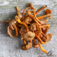 Wholesale Dix Farms Fresh Mushroom Yellowfoot 3lb- Bulk