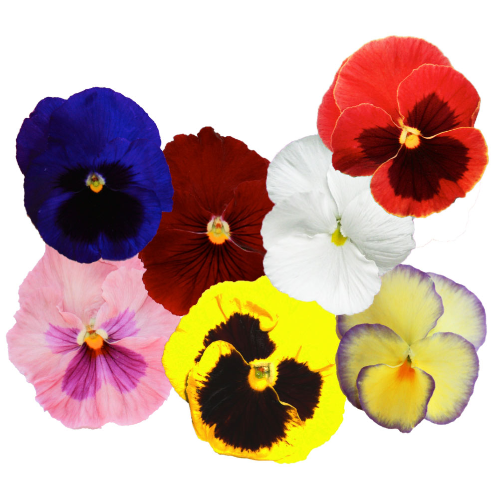 Wholesale Koppert Cress Case Edible Pansy Flowers- Bulk