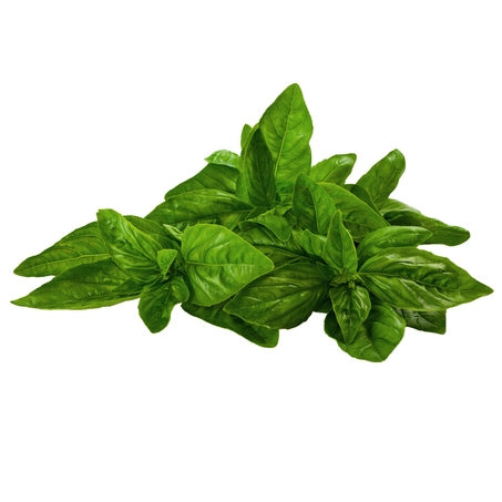 Wholesale BoxNCase Case Basil- Bulk