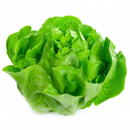 Wholesale Ocean Mist Case Boston Lettuce- Bulk