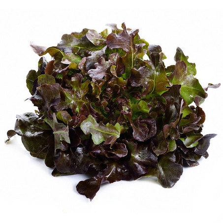 Wholesale Andy Boy Case Red Leaf Lettuce- Bulk