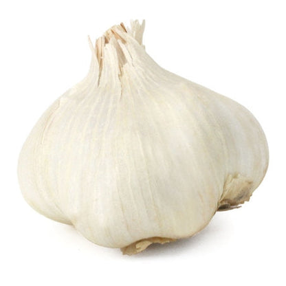 Wholesale Elephant Garlic- Bulk