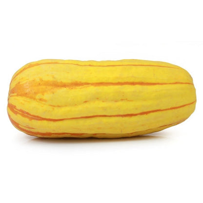 Wholesale BoxNCase Case Delicata Squash- Bulk