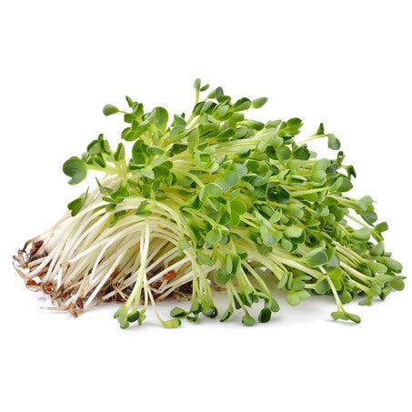 Wholesale BoxNCase Case Alfalfa Sprouts- Bulk