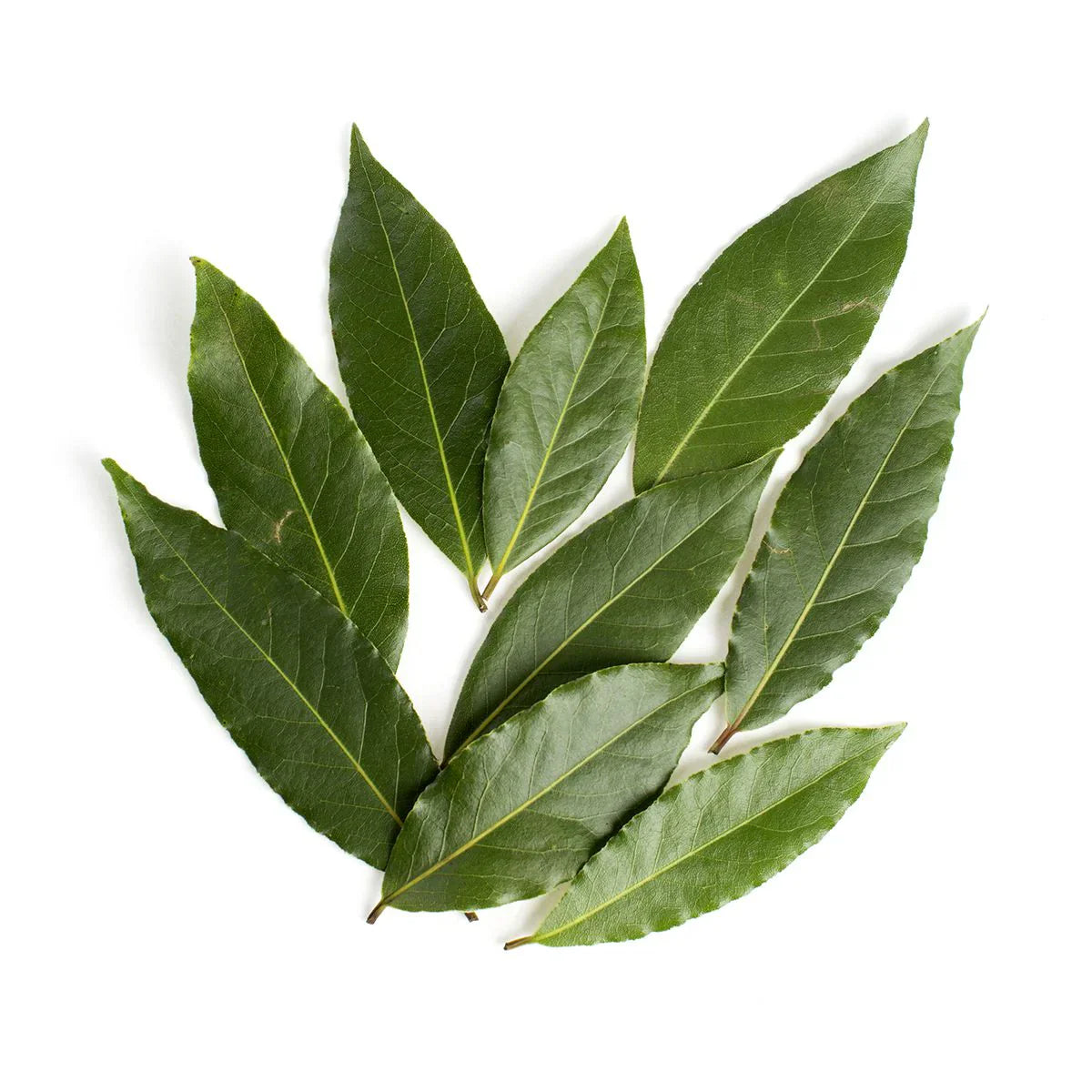 Wholesale Produce Exp Case Fresh Bay Leaf- Bulk
