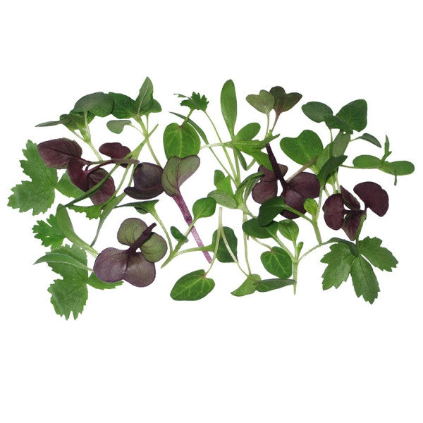 Wholesale Micro Asian Mix | 8 oz- Bulk
