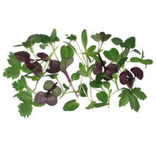 Wholesale Micro Asian Mix | 8 oz- Bulk