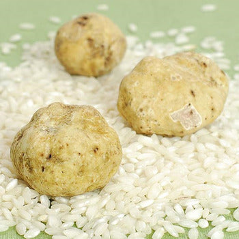 Wholesale BoxNCase Fresh White Medium Truffles 4oz- Bulk