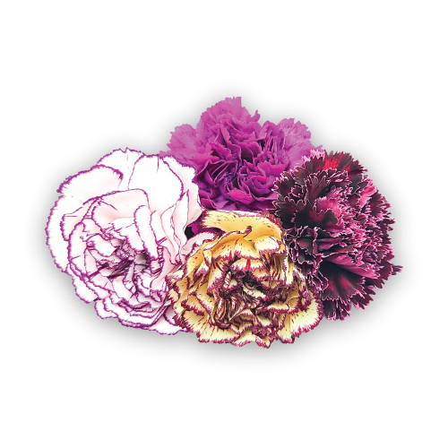 Wholesale Flavour Fields Blossom Carnation Lace Mix- Bulk