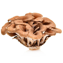 Wholesale Phillips Case Maitake Mushroom (Hen Of The Woods)- Bulk