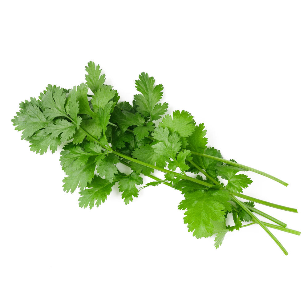 Wholesale BoxNCase Cut & Clean Cilantro | 2.5 lb- Bulk