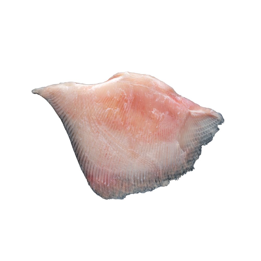 Wholesale Wild Usa Case Fresh Skate Fillet- Bulk